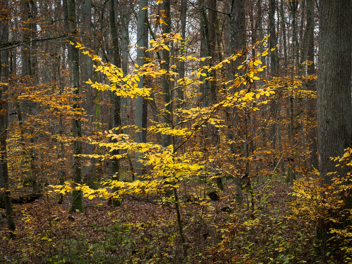 Galeriebild