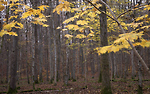 Bild anschauen