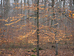 Bild anschauen