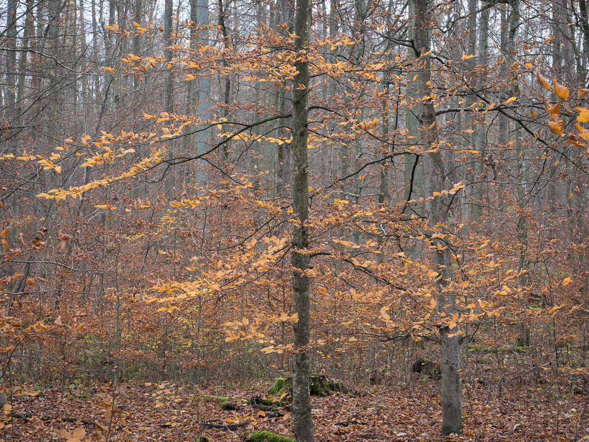 Galeriebild