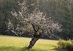 Bild anschauen