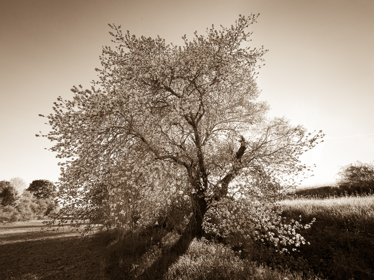 Galeriebild