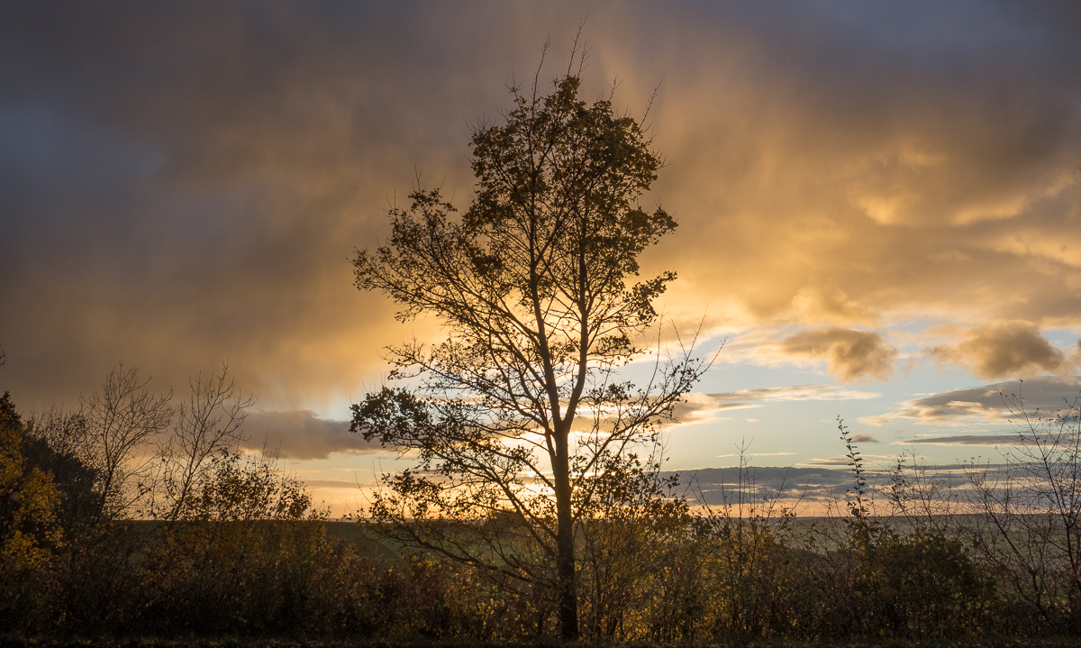 Galeriebild