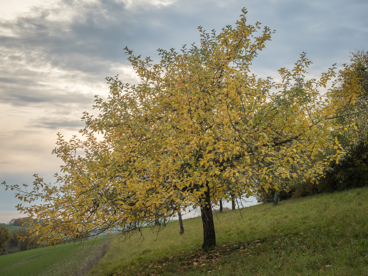 Galeriebild