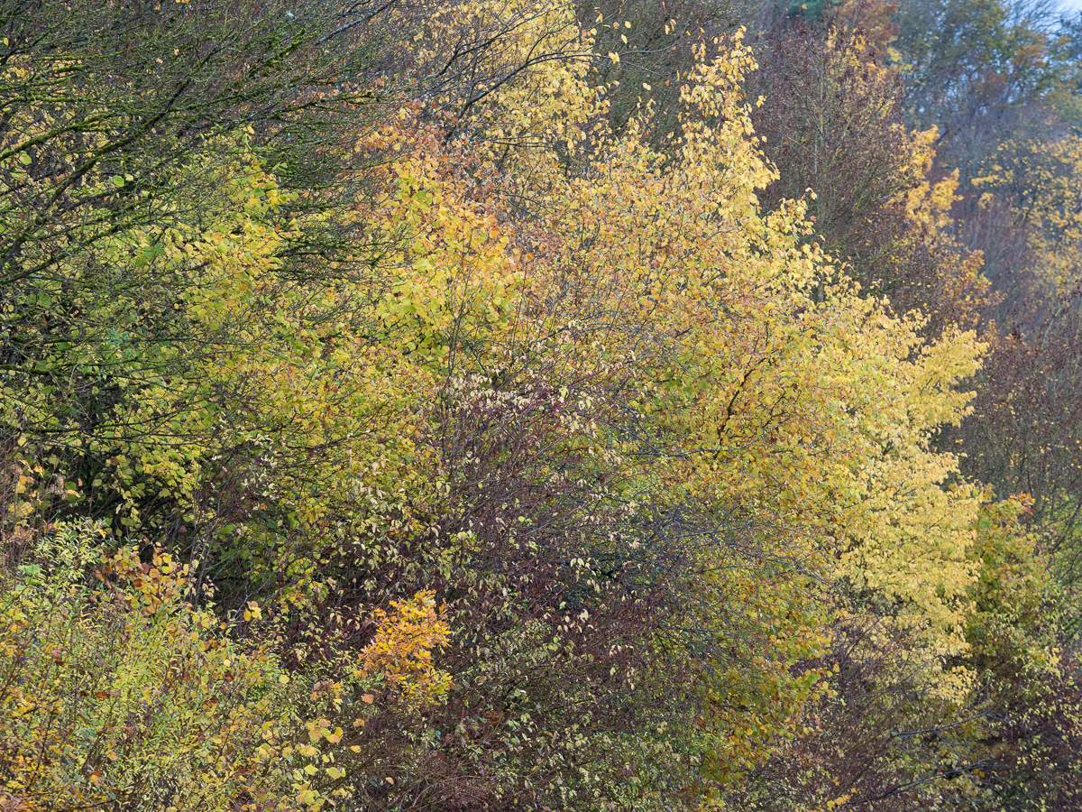 Galeriebild