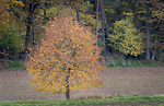 Bild anschauen