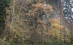 Bild anschauen