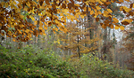 Bild anschauen