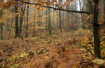 Bild anschauen