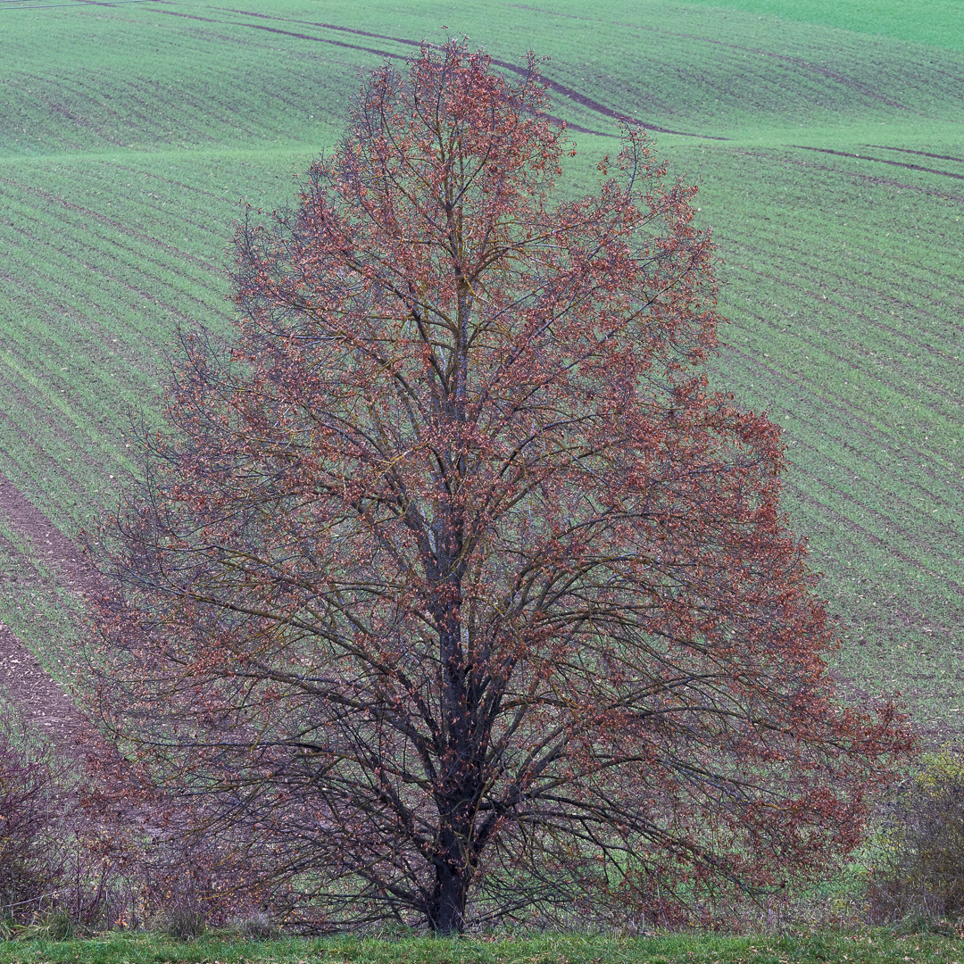 Galeriebild