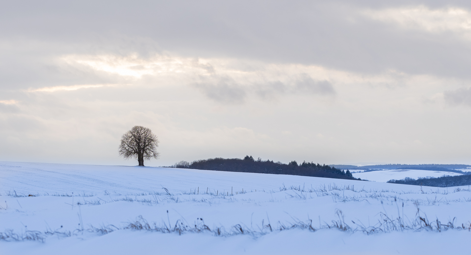 Galeriebild
