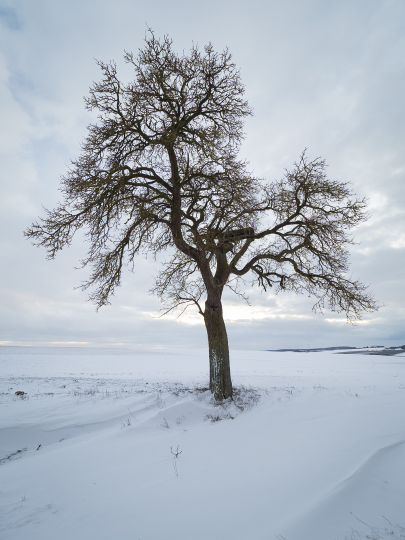 Galeriebild