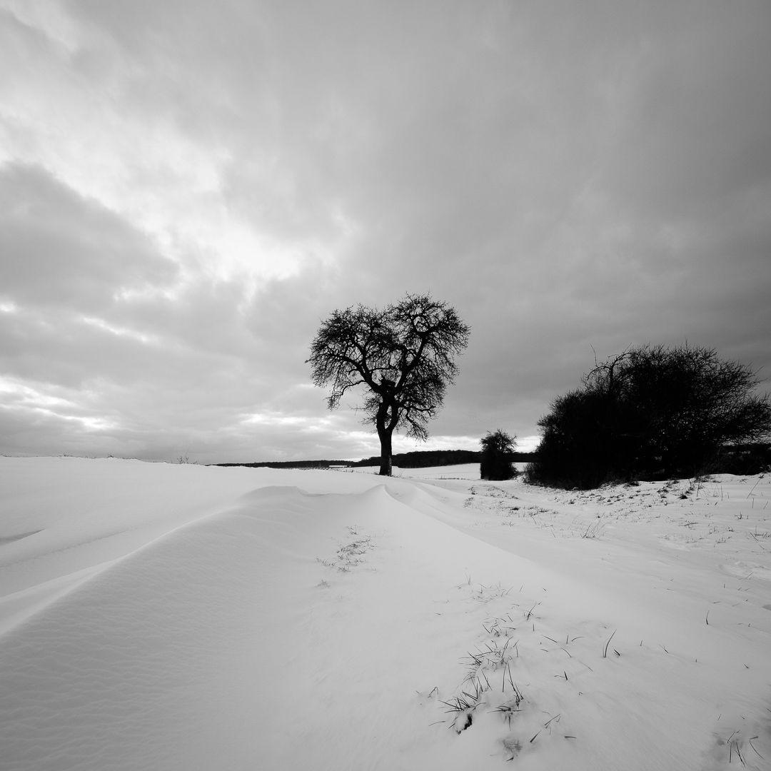 Galeriebild