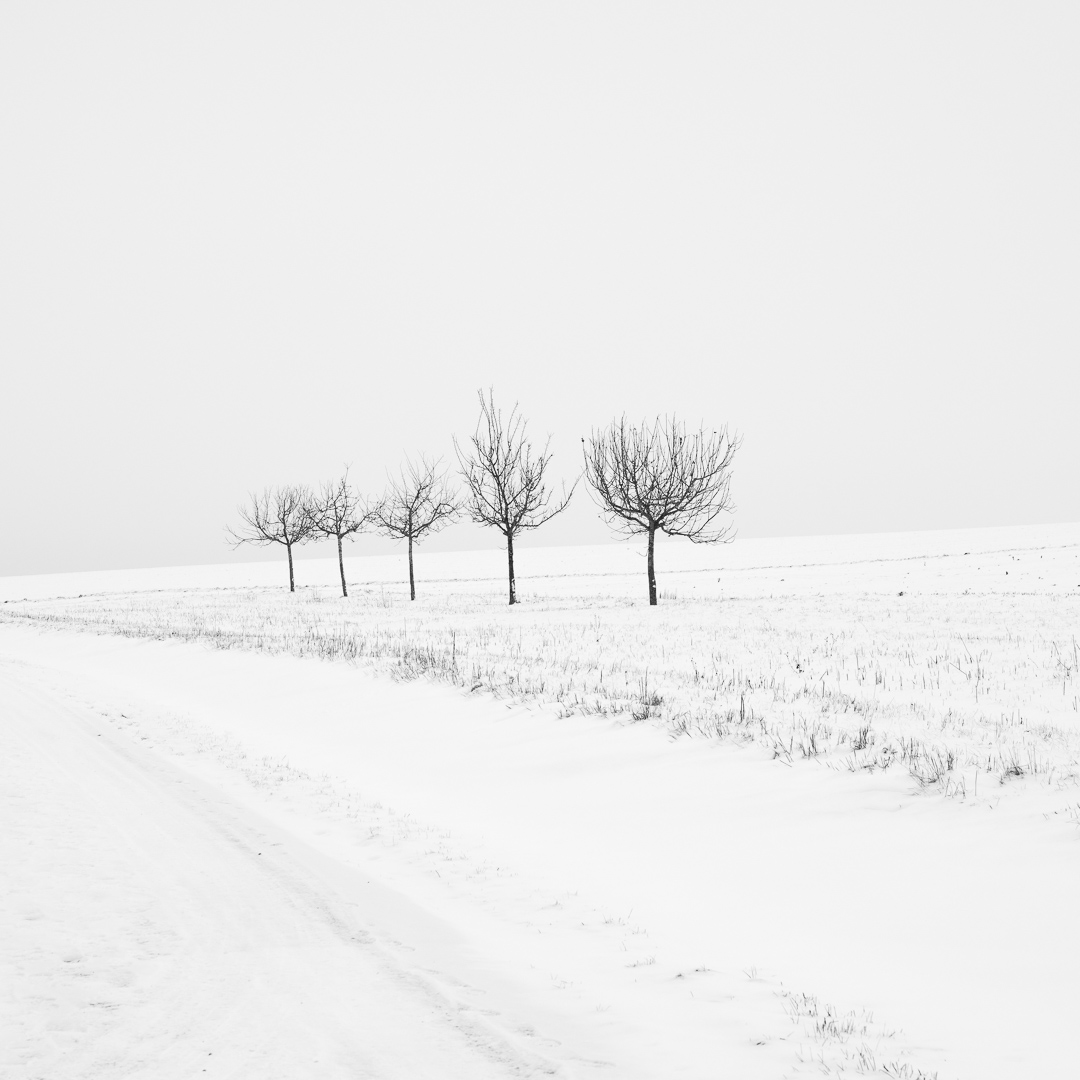 Galeriebild