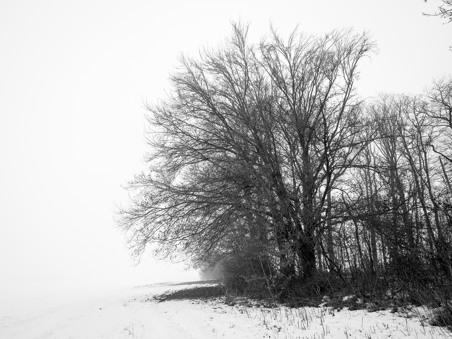 Galeriebild