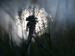 Bild anschauen