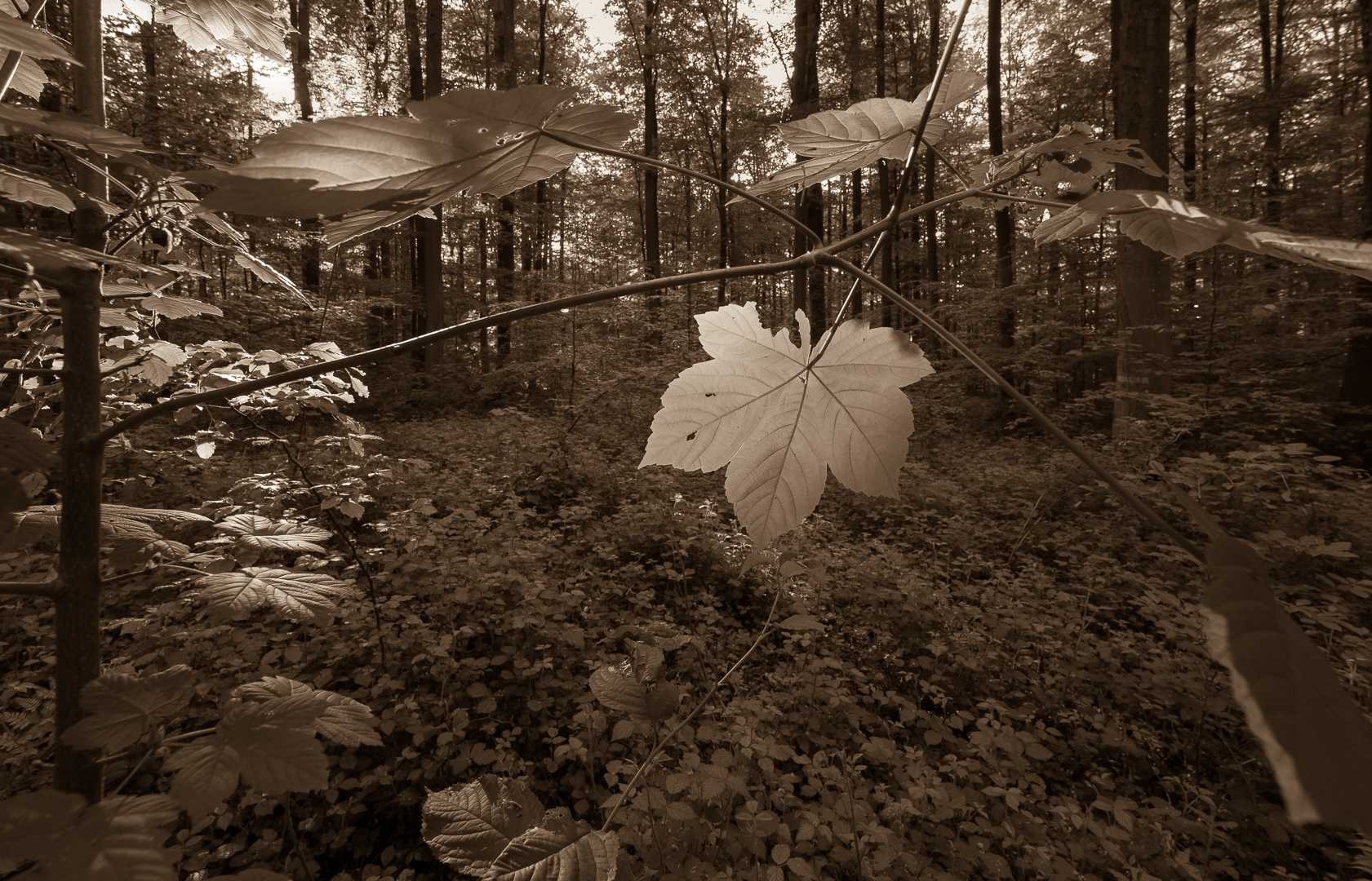 Galeriebild