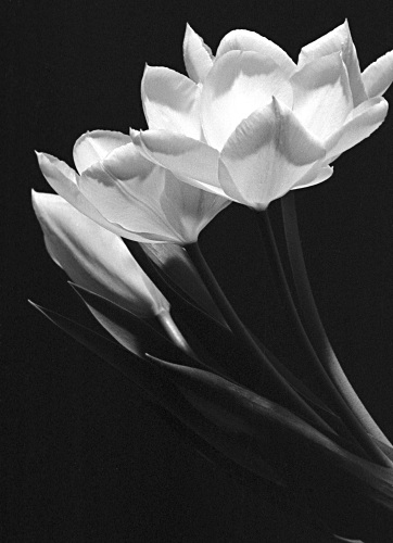 Galeriebild Blumen und Pflanzen