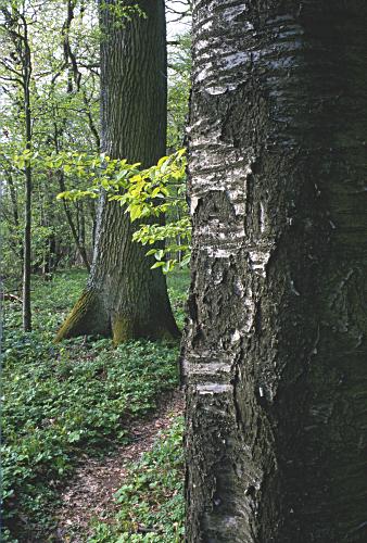 Foto 2 Galerie Frühjahr 2001