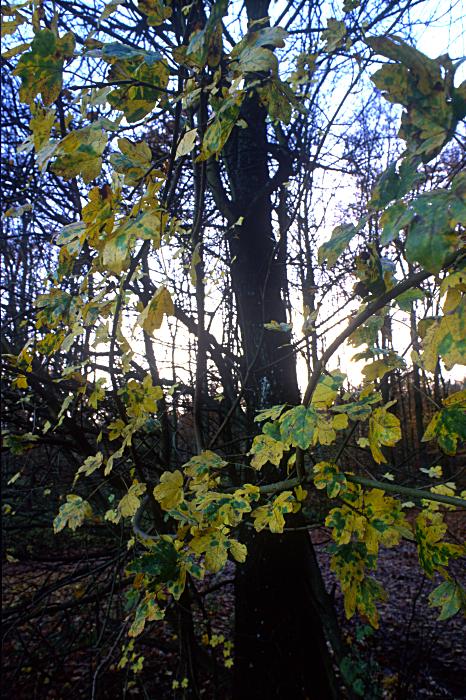 Foto Serie Herbst 2002