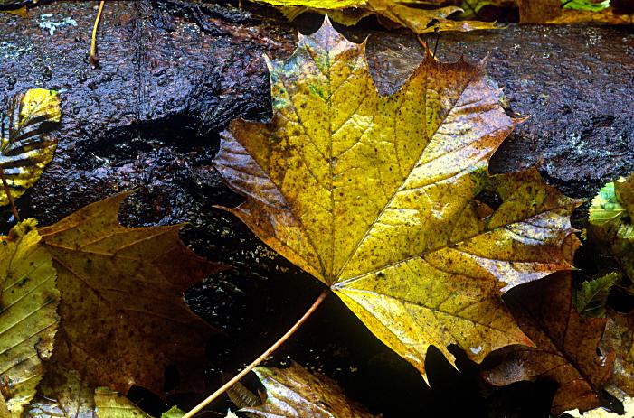 Foto Serie Herbst 2002